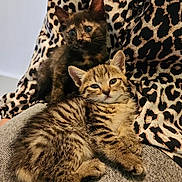 Dior a rejoint le concours — aidez-le/la à gagner de superbes lots ! animal, cat, clothing, cute, eyes, feline, fur, indoor, kitten, lap, leopard_print, pattern, person, pet, resting, soft, tabby, tortoiseshell, whiskers, young