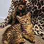 animal, cat, clothing, cute, eyes, feline, fur, indoor, kitten, lap, leopard_print, pattern, person, pet, resting, soft, tabby, tortoiseshell, whiskers, young