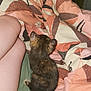 animal, bed, blanket, cat, comfort, cozy, cute, duvet, feline, fur, indoor, kitten, legs, pattern, pet, resting, small, soft, tortoiseshell, warm