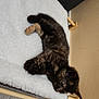 animal, beige_wall, cat, cozy, cute, ears, feline, flooring, fur, indoor, kitten, paw, pet_bed, resting, sleeping, small_pet, tile_floor, tortoiseshell, white_bed, wooden_frame