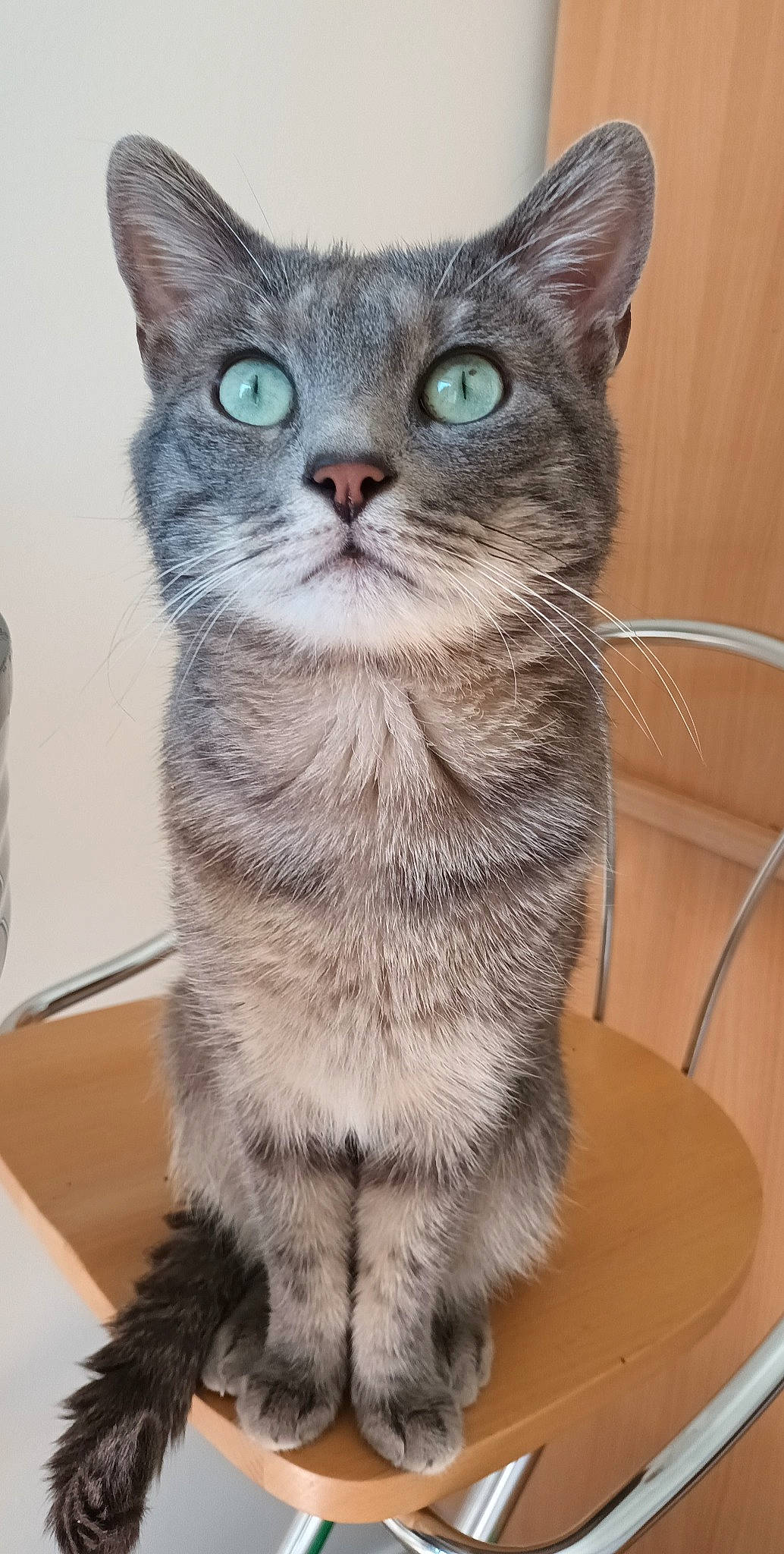 Moustache participe au concours pour gagner de l'argent avec cette photo : carnivore, cat, domestic_short_haired_cat, felidae, fur, grey, paw, russian_blue, small_to_medium_sized_cats, snout, tail, terrestrial_animal, whiskers