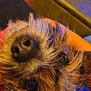 Cookie is registered to the contest to win money with this photo: animal, black_nose, brown, close_up, couch, cute, dog, domestic_animal, eyes, face, fur, fur_texture, furniture, indoor, mammal, nose, pet, relaxed, snout, whiskers