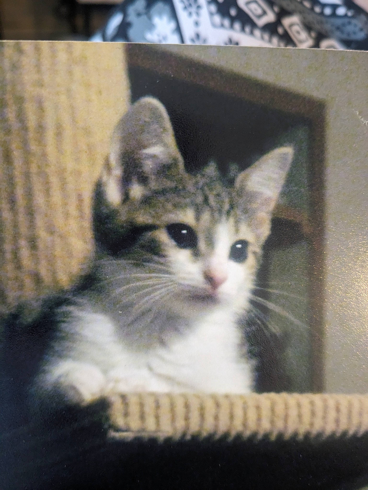 Lucky is registered to the contest to win money with this photo: art, box, carnivore, cat, domestic_short_haired_cat, door, felidae, fur, paw, photo_caption, small_to_medium_sized_cats, snout, whiskers, window