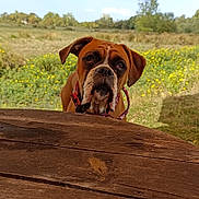 Vénus a rejoint le concours — aidez-le/la à gagner de superbes lots ! animal, boxer, brown, collar, curious, daytime, dog, field, grass, greenery, nature, outdoor, pet, portrait, sky, sunlight, table, wildflowers, wood, yellow_flowers