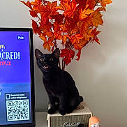 Dewey participe au concours pour gagner de l'argent avec cette photo : autumn_leaves, black_cat, cat_sitting, curious_cat, decor, feline, halloween_dolls, home_interior, indoor, marshall_speaker, modern_technology, nesting_dolls, orange_leaves, qr_code, red_leaves, table, toy_collection, tv_screen, vintage_speaker, white_wall