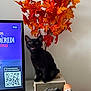 autumn_leaves, black_cat, cat_sitting, curious_cat, decor, feline, halloween_dolls, home_interior, indoor, marshall_speaker, modern_technology, nesting_dolls, orange_leaves, qr_code, red_leaves, table, toy_collection, tv_screen, vintage_speaker, white_wall