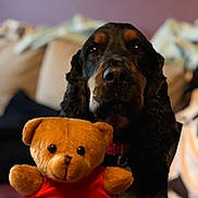 Lady a rejoint le concours — aidez-le/la à gagner de superbes lots ! carnivoran, companion_dog, dog, dog_breed, dog_breed_group, dog_like_mammal, puppy, snout