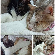 Oshax a rejoint le concours — aidez-le/la à gagner de superbes lots ! cat, cats, sleeping, snuggling, fur, pets, cozy, closeup, affection, cuddle, whiskers, ears, collar, pink_collar, black_and_white_cat, brown_and_white_cat, soft_texture, blanket, resting, companionship