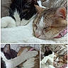 cat, cats, sleeping, snuggling, fur, pets, cozy, closeup, affection, cuddle, whiskers, ears, collar, pink_collar, black_and_white_cat, brown_and_white_cat, soft_texture, blanket, resting, companionship