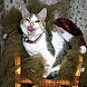Kitty participe au concours pour gagner de l'argent avec cette photo : cat, feline, pet, wicker_chair, brown_tulle, pink_collar, licking, tongue_out, green_eyes, white_fur, gray_fur, striped_fur, santa_hat, red_sequins, festive, indoor, cozy, cute, animal, mischievous