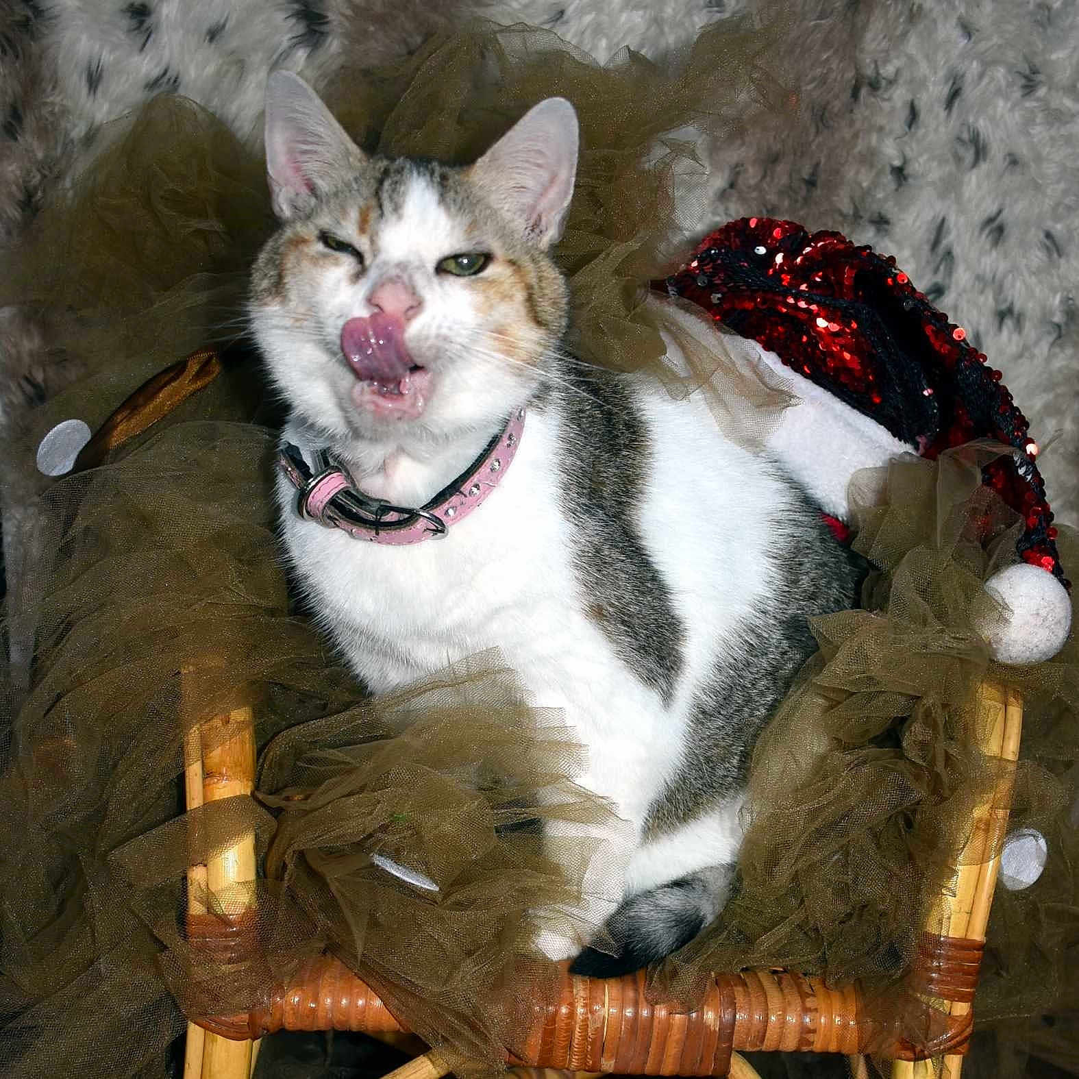 Kitty participe au concours pour gagner de l'argent avec cette photo : cat, feline, pet, wicker_chair, brown_tulle, pink_collar, licking, tongue_out, green_eyes, white_fur, gray_fur, striped_fur, santa_hat, red_sequins, festive, indoor, cozy, cute, animal, mischievous