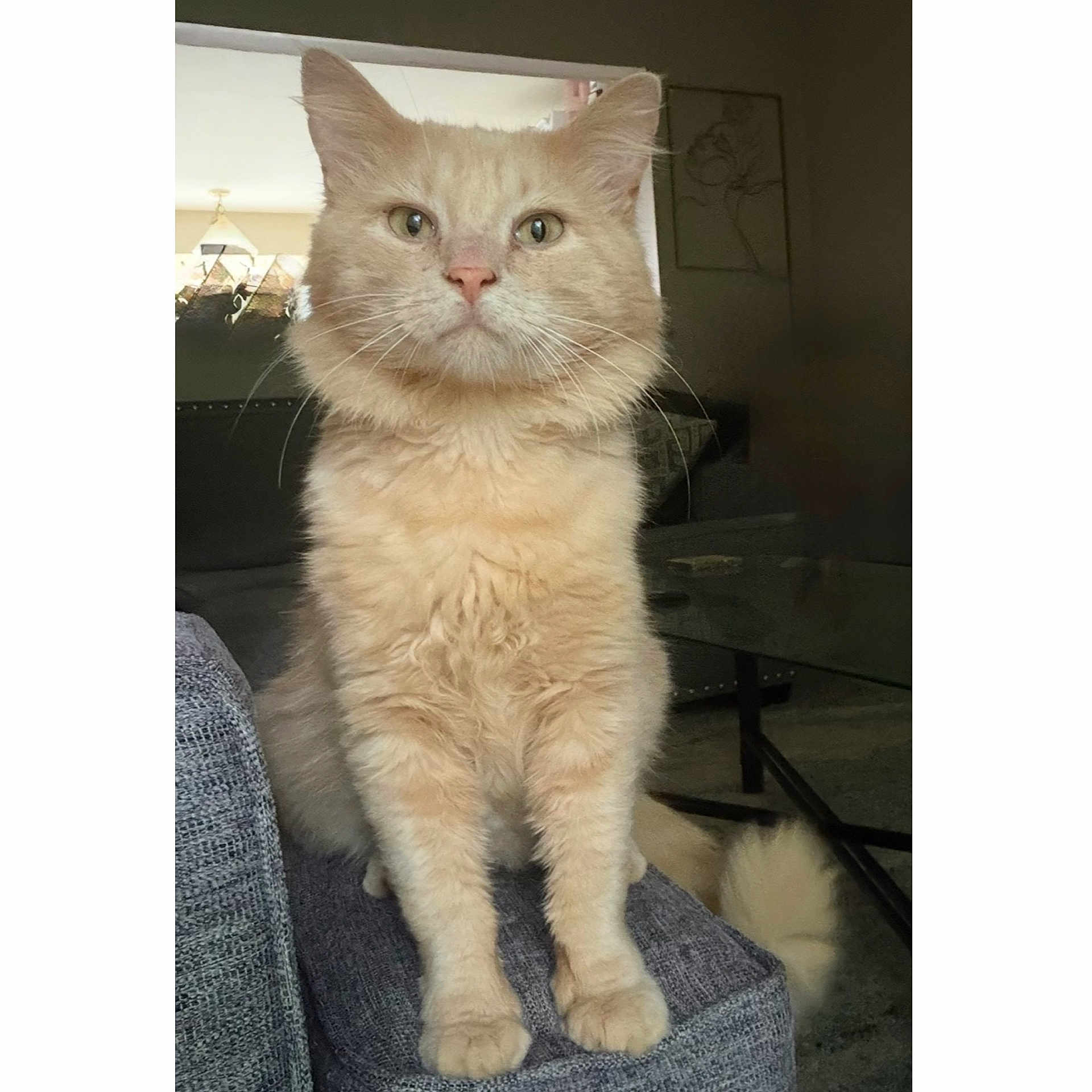 Colby Jack
