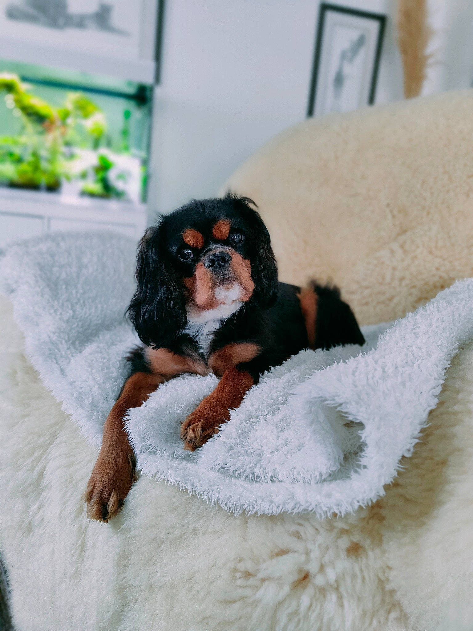 Saïko a rejoint le concours — aidez-le/la à gagner de superbes lots ! canidae, carnivore, comfort, companion_dog, dog, dog_breed, fashion_design, fawn, fur, liver, paw, snout, spaniel, sporting_group, terrestrial_animal, toy, toy_dog, white, working_animal, working_dog