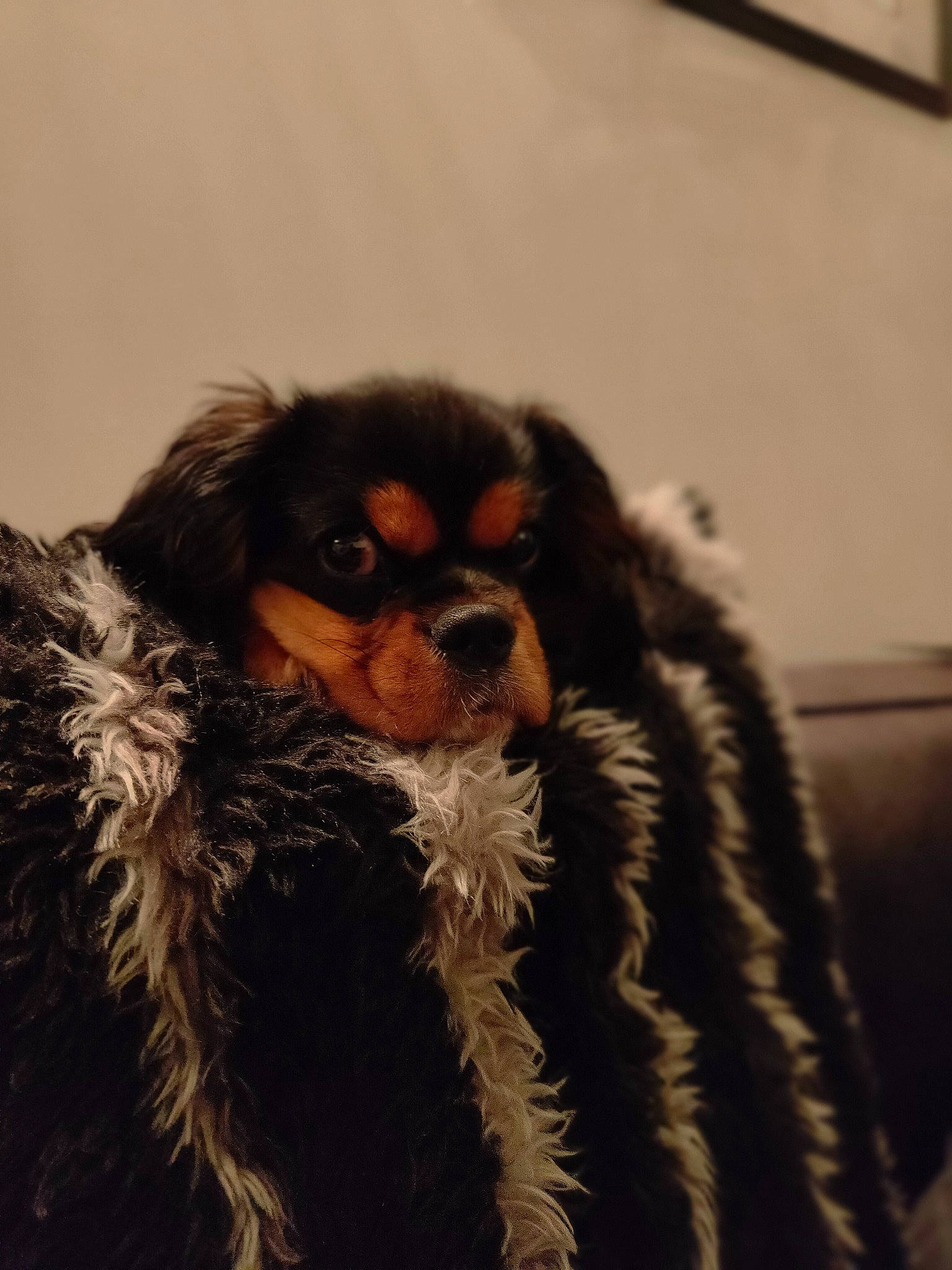 Saïko participe au concours pour gagner de l'argent avec cette photo : canidae, carnivore, cavalier_king_charles_spaniel, companion_dog, dog, dog_breed, fashion_design, fawn, fur, hair, liver, primate, snout, spaniel, sporting_group, terrestrial_animal, toy_dog, whiskers, wildlife, working_animal