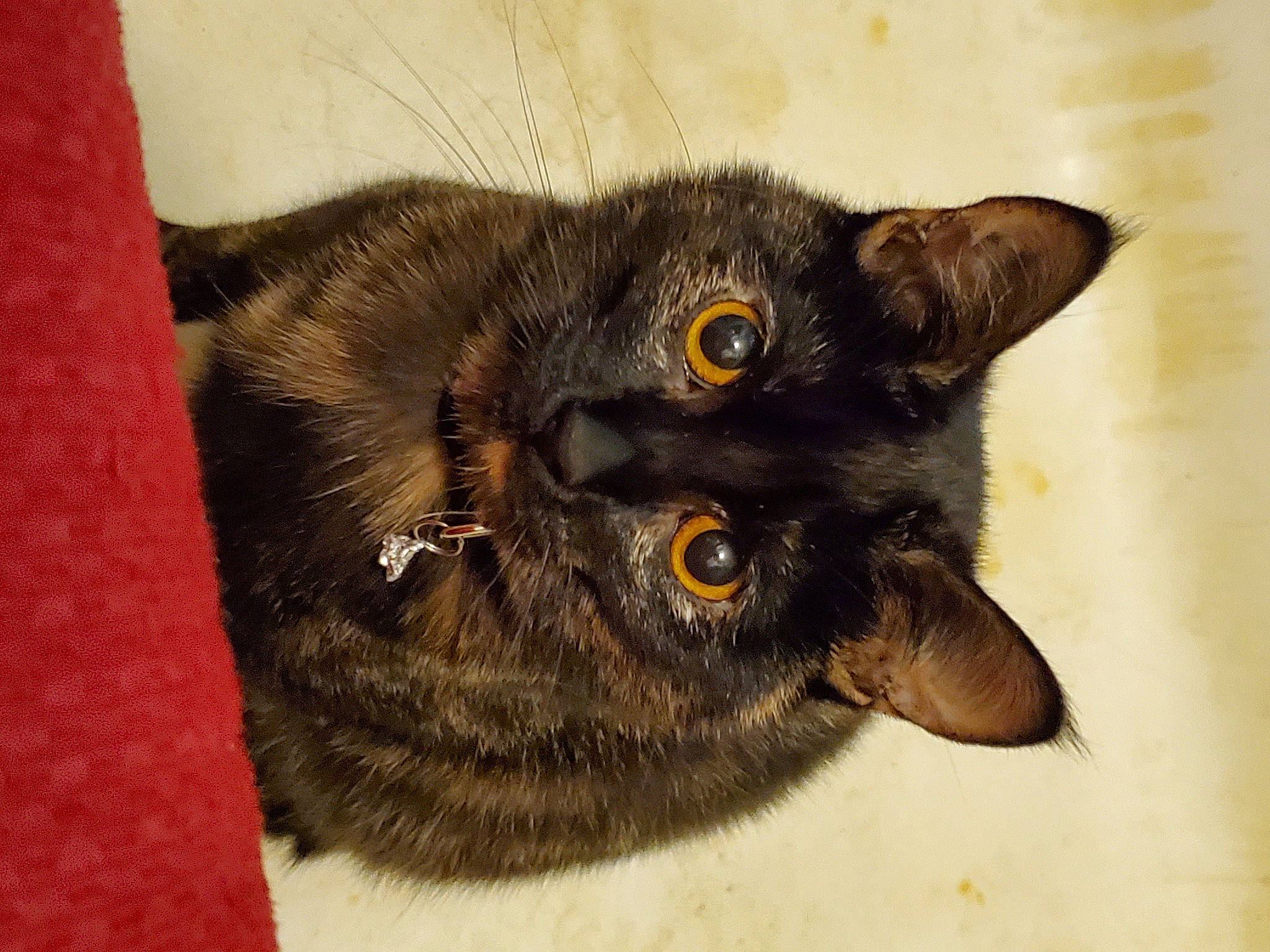 Tater Tot is registered to the contest to win money with this photo: carnivore, cat, domestic_short_haired_cat, ear, felidae, fur, paw, small_to_medium_sized_cats, snout, whiskers