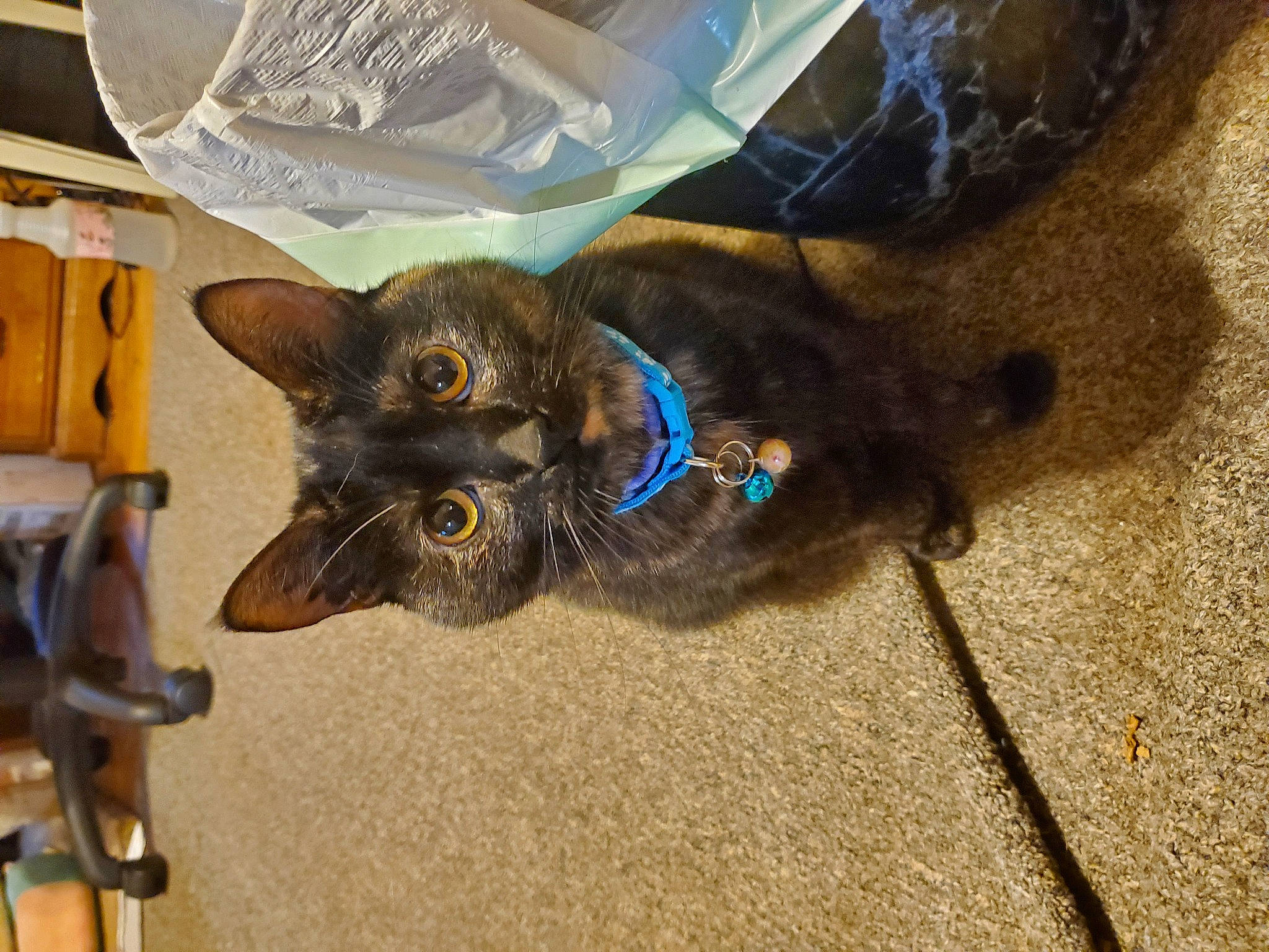 Tater Tot joined the competition — help win amazing prizes! canidae, carnivore, cat, dog_breed, domestic_short_haired_cat, electric_blue, fawn, felidae, flooring, fur, liver, paw, small_to_medium_sized_cats, sporting_group, tail, whiskers