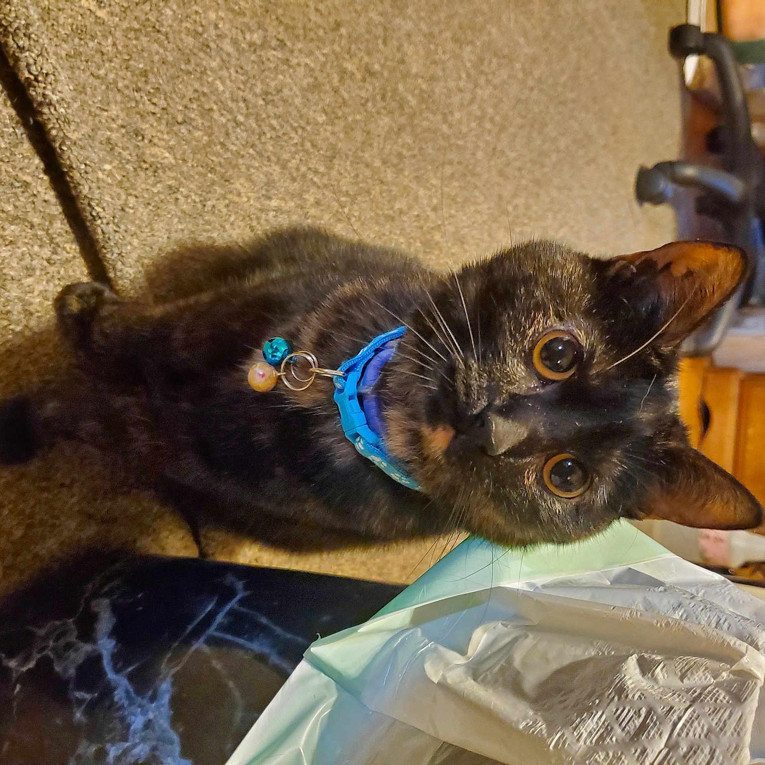 Tater Tot is registered to the contest to win money with this photo: black_cat, bombay, carnivore, cat, claw, collar, comfort, dog_breed, domestic_short_haired_cat, electric_blue, fawn, felidae, flooring, fur, small_to_medium_sized_cats, tail, whiskers