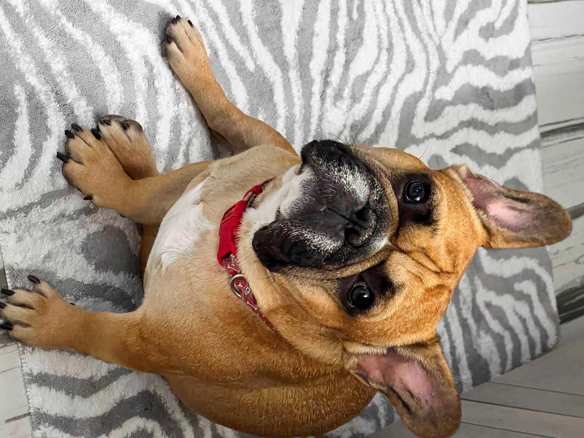 Diesel is registered to the contest to win money with this photo: canidae, carnivore, comfort, companion_dog, dog, dog_breed, dog_supply, ear, fawn, foot, fur, guard_dog, jaw, paw, snout, sporting_group, toy_dog, whiskers, working_animal, wrinkle