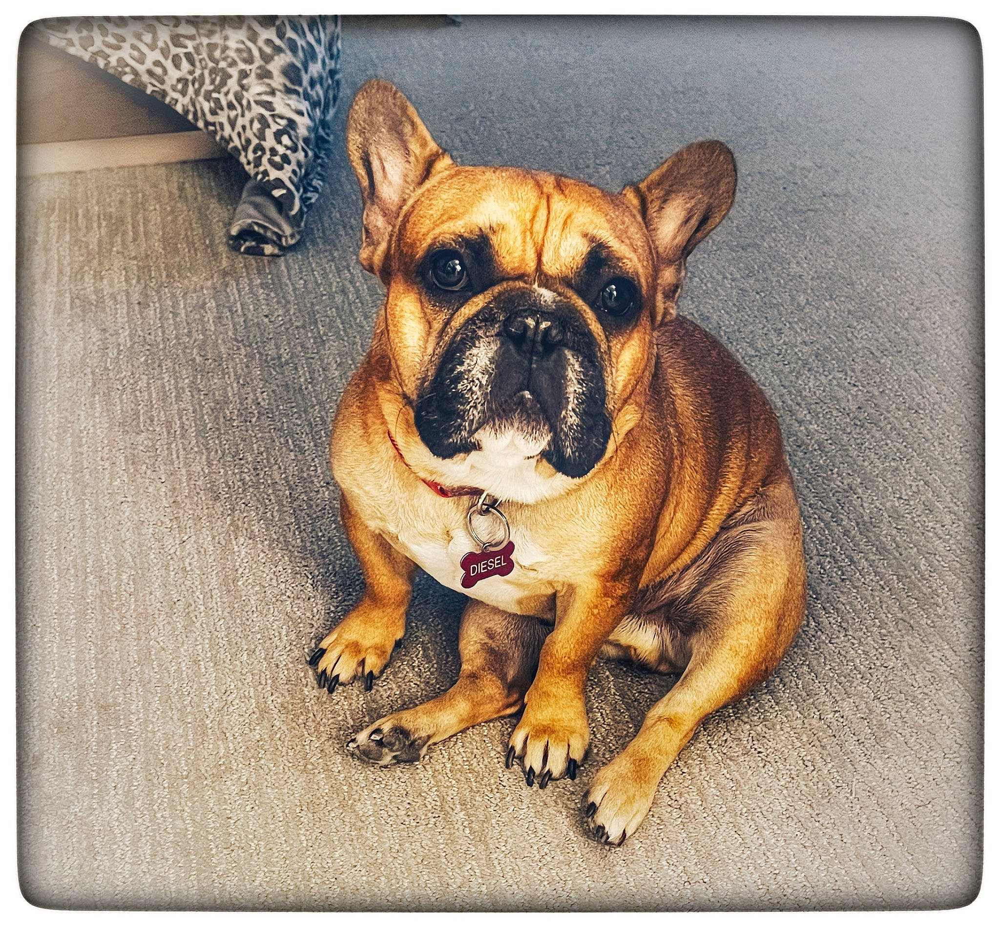 Diesel is registered to the contest to win money with this photo: bulldog, canidae, carnivore, companion_dog, dog, dog_breed, fawn, font, internet_meme, molosser, paw, puppy_love, rectangle, snout, sporting_group, square, symmetry, terrestrial_animal, toy_dog, wrinkle