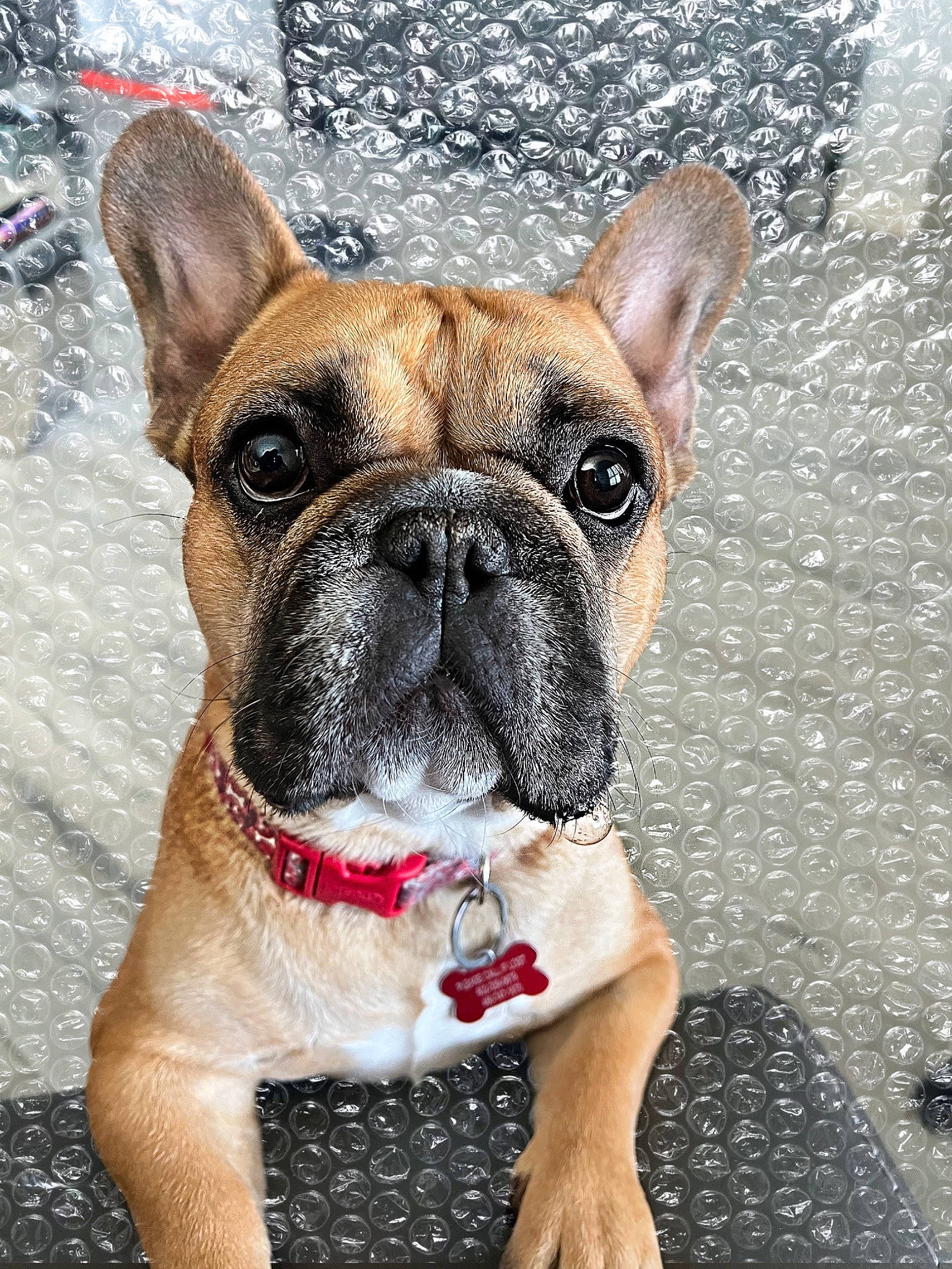 Diesel joined the competition — help win amazing prizes! ancient_dog_breeds, bulldog, canidae, carnivore, collar, companion_dog, dog, dog_breed, dog_collar, fawn, flooring, molosser, snout, sporting_group, terrestrial_animal, water, whiskers, working_animal, working_dog, wrinkle