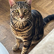 Leo joined the competition — help win amazing prizes! cat, tabby, pet, indoor, wooden_floor, animal, feline, yellow_eyes, curious, sitting, striped, whiskers, ears, tail, closeup, domestic_cat, looking, toy, floor, household