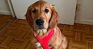 Aya a rejoint le concours — aidez-le/la à gagner de superbes lots ! dog, golden_retriever, puppy, pet, indoor, floor, parquet, harness, red, cute, animal, canine, sitting, young, fur, ears, nose, eyes, door, wall