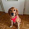 dog, golden_retriever, puppy, pet, indoor, floor, parquet, harness, red, cute, animal, canine, sitting, young, fur, ears, nose, eyes, door, wall