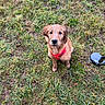 Aya a rejoint le concours — aidez-le/la à gagner de superbes lots ! dog, puppy, golden_retriever, wet, muddy, pink_harness, grass, outdoor, leash, retractable_leash, pet, canine, animal, looking_up, sitting, nature, playful, young_dog, mud, field