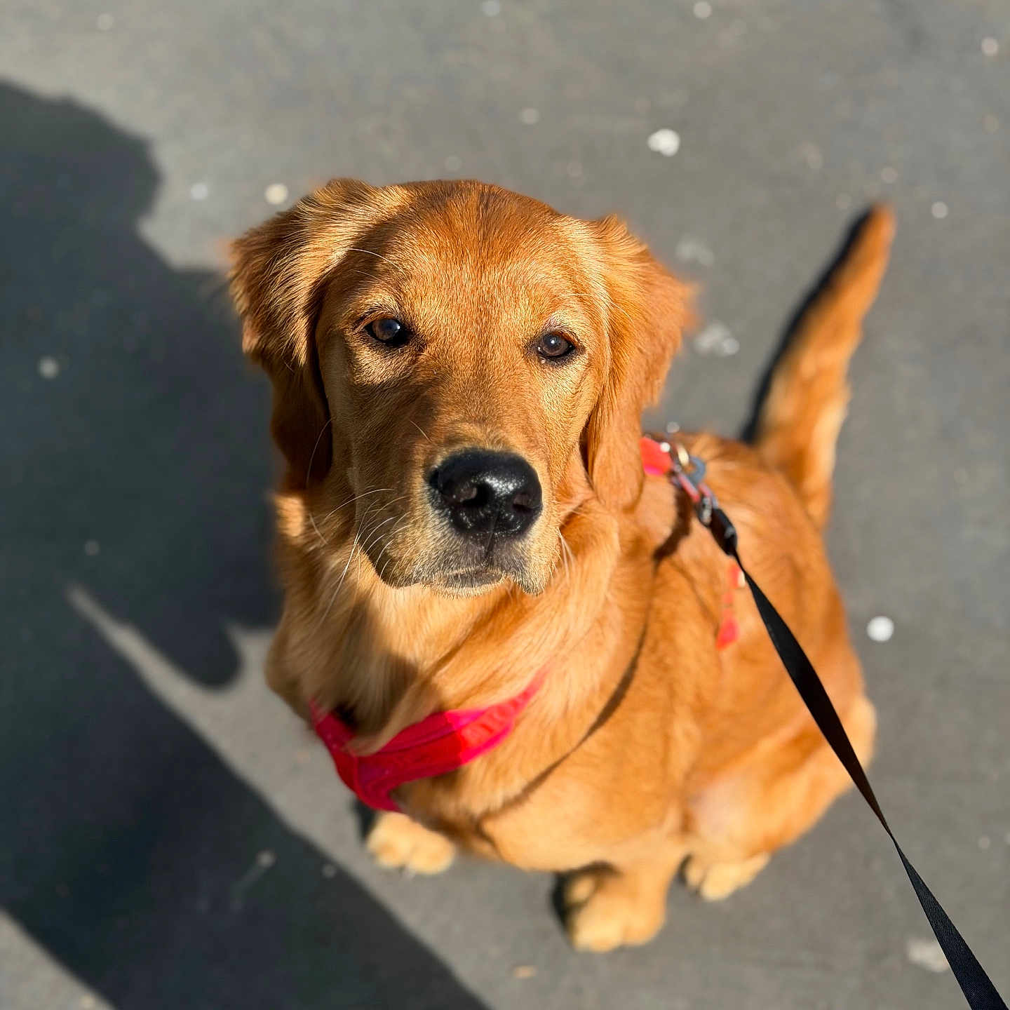 Aya participe au concours pour gagner de l'argent avec cette photo : dog, golden_retriever, puppy, leash, harness, pet, canine, outdoor, sunlight, shadow, sitting, looking_up, fur, animal, adorable, young, companion, friendly, cute, walk
