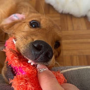 Aya a rejoint le concours — aidez-le/la à gagner de superbes lots ! dog, pet, playful, toy, orange, pink, fuzzy, finger, human_hand, indoor, wooden_floor, blanket, close_up, cute, brown_dog, canine, nibble, interaction, cozy, domestic