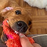 dog, pet, playful, toy, orange, pink, fuzzy, finger, human_hand, indoor, wooden_floor, blanket, close_up, cute, brown_dog, canine, nibble, interaction, cozy, domestic