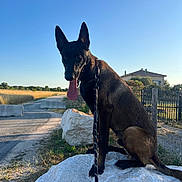 Shadow participe au concours pour gagner de l'argent avec cette photo : dog, leash, rock, outdoor, rural, road, house, fence, grass, sunlight, sky, animal, pet, canine, portrait, sitting, nature, daytime, brown, black