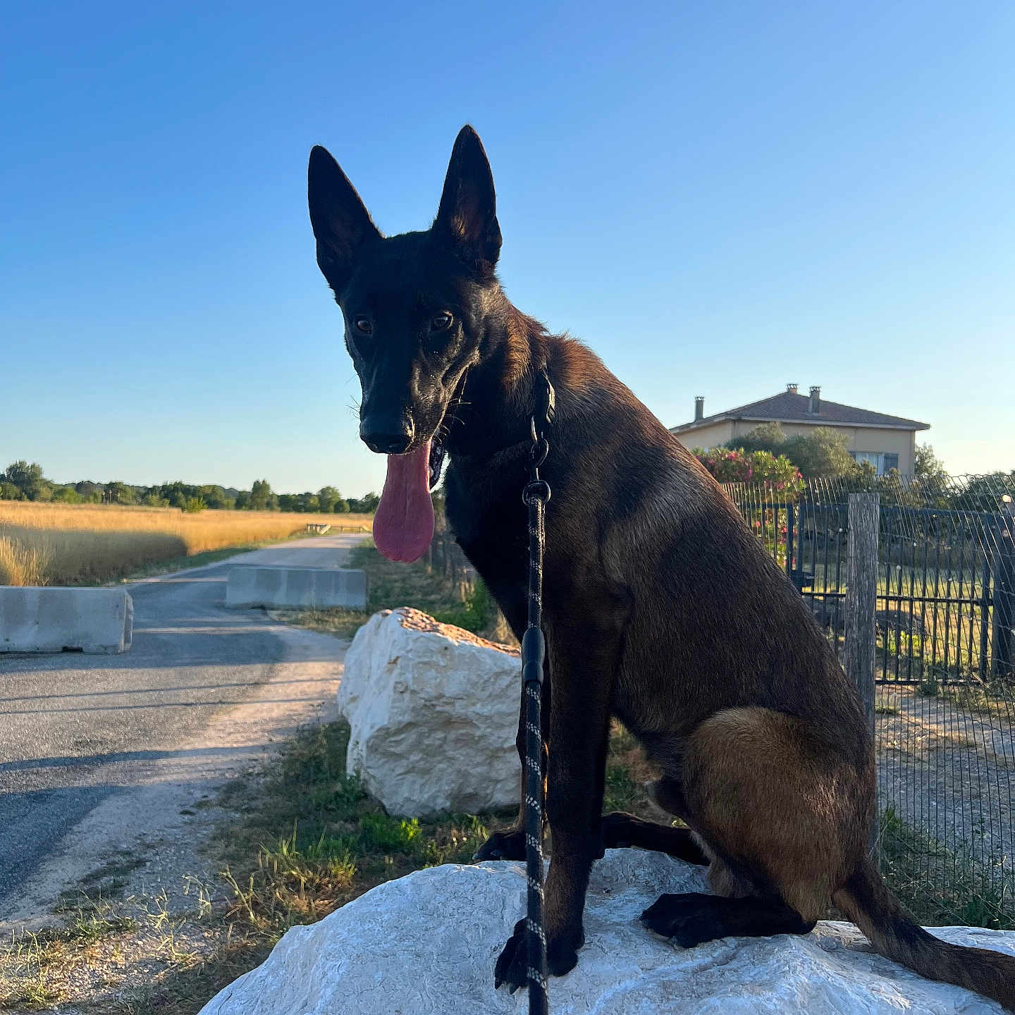 Shadow participe au concours pour gagner de l'argent avec cette photo : animal, black, brown, canine, daytime, dog, fence, grass, house, leash, nature, outdoor, pet, portrait, road, rock, rural, sitting, sky, sunlight
