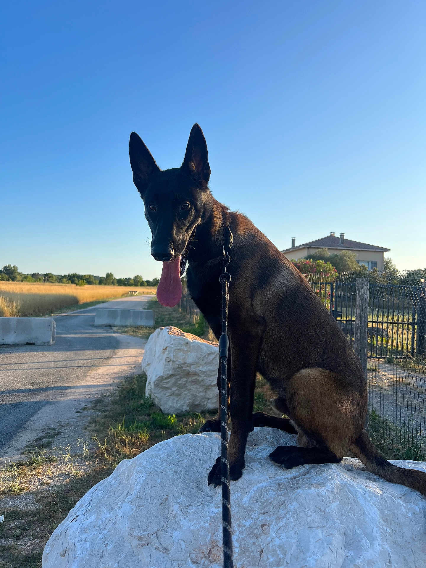 Shadow participe au concours pour gagner de l'argent avec cette photo : dog, leash, rock, outdoor, rural, road, house, fence, grass, sunlight, sky, animal, pet, canine, portrait, sitting, nature, daytime, brown, black