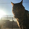 cat, long_hair, fluffy, feline, pet, sitting, outdoor, rooftop, sunset, backlighting, silhouette, whiskers, ears, fur, brown, tabby, fence, power_lines, sky, portrait