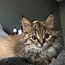 cat, kitten, fluffy, long_hair, tabby, brown, gray, green_eyes, whiskers, ears, animal, pet, cute, portrait, close_up, indoor, cozy, blanket, lying_down, alert