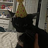 cat, black_and_white_cat, pet, birthday_hat, party_hat, crown_pattern, whiskers, green_eyes, fluffy, fur, animal, indoor, bed, blanket, hand, portrait, close_up, bookshelf, bedroom, celebration