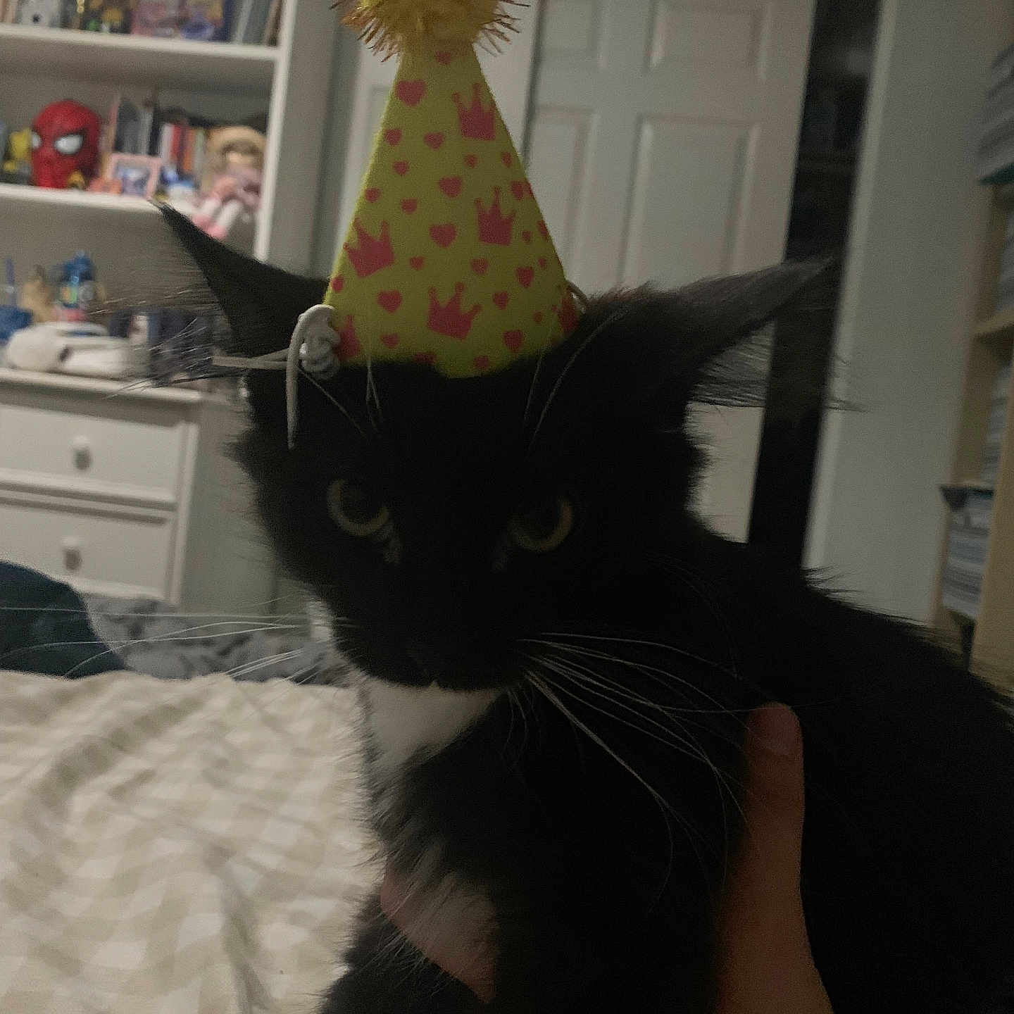 Bipis joined the competition — help win amazing prizes! cat, black_and_white_cat, pet, birthday_hat, party_hat, crown_pattern, whiskers, green_eyes, fluffy, fur, animal, indoor, bed, blanket, hand, portrait, close_up, bookshelf, bedroom, celebration