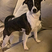 Bella Marie joined the competition — help win amazing prizes! alert, animal, black_and_white, blanket, canine, comfortable, companion, couch, cozy, curious, dog, domestic, ears, furniture, home, indoor, looking, pet, standing, tail