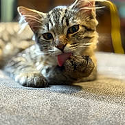 Nala Marie joined the competition — help win amazing prizes! animal, blurred_background, cat, close_up, cozy, cute, domestic, feline, fur, indoor, licking, mammal, paw, pet, relaxing, resting, soft_light, tabby, whiskers, young_cat