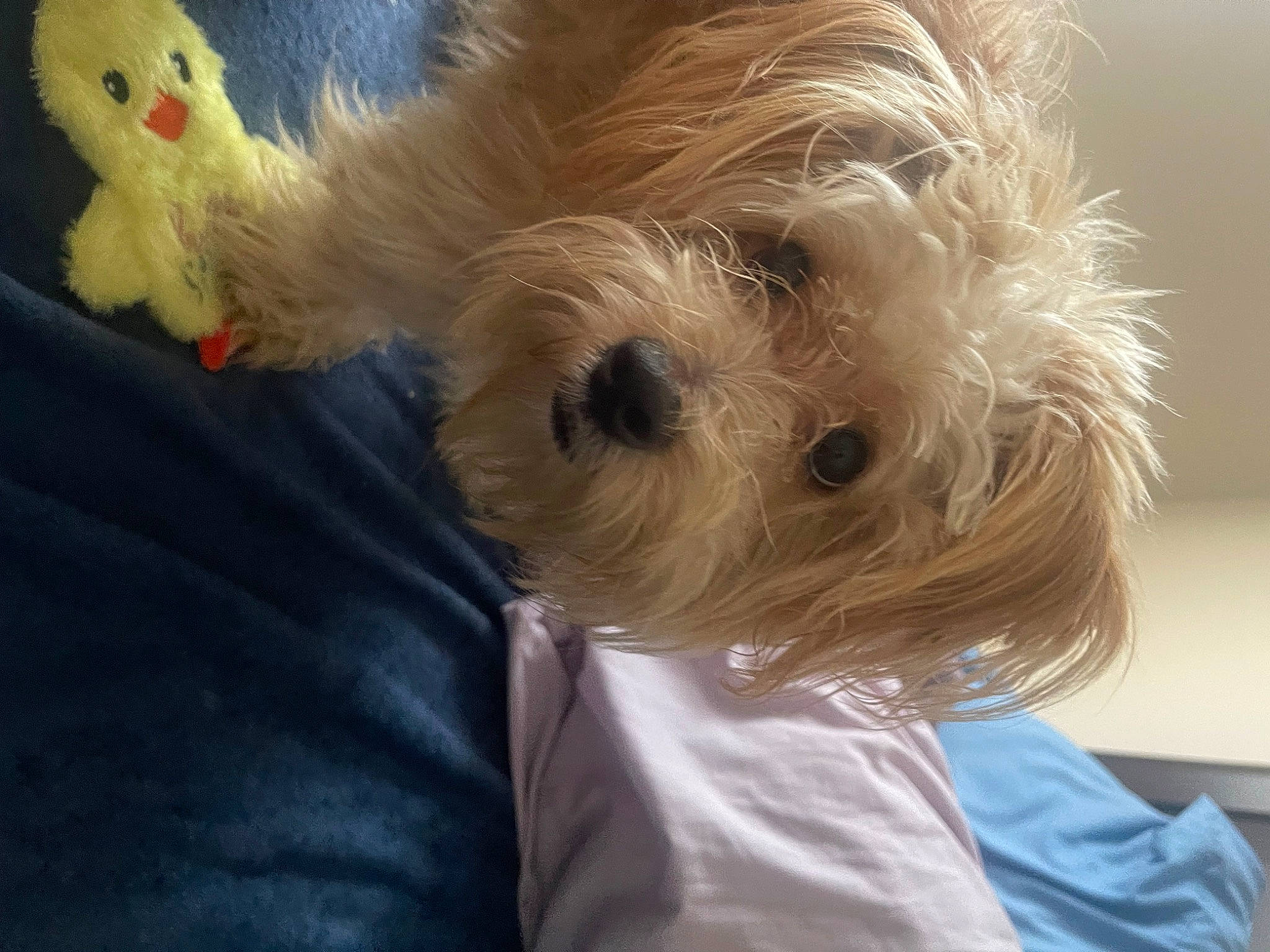 Charlie joined the competition — help win amazing prizes! biewer_terrier, canidae, carnivore, companion_dog, dog, dog_breed, dog_clothes, dog_supply, fawn, fur, maltepoo, poodle_crossbreed, puppy_love, small_terrier, snout, sporting_group, terrier, toy, toy_dog, working_animal