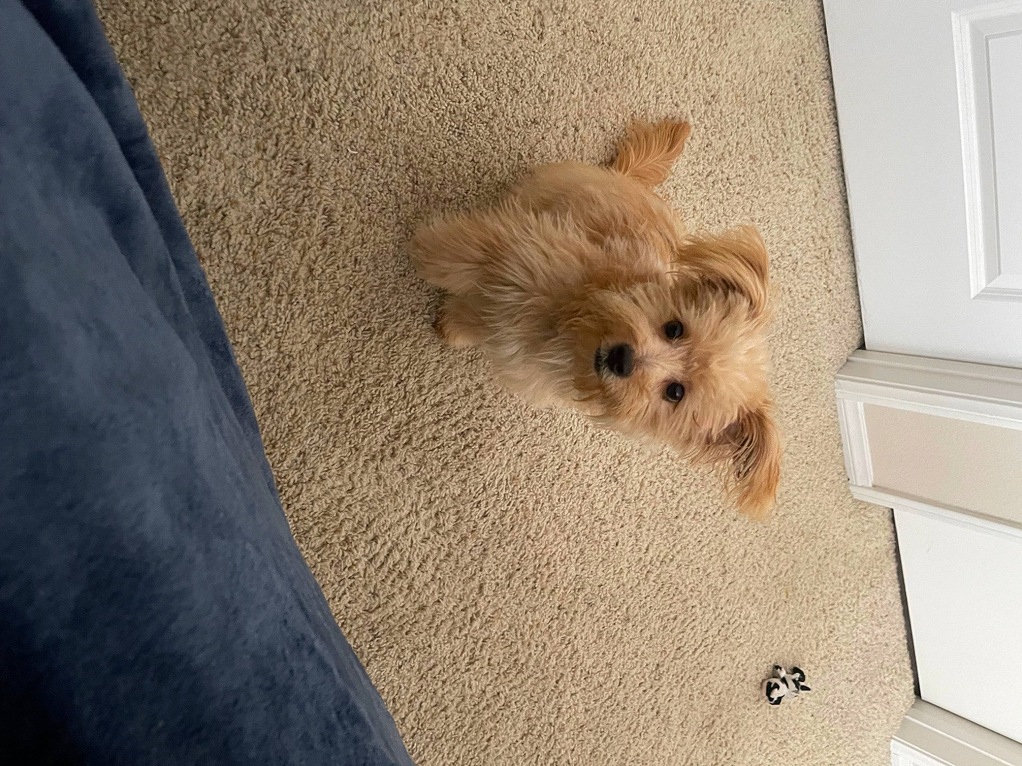 Charlie joined the competition — help win amazing prizes! canidae, carnivore, comfort, companion_dog, dog, dog_breed, dog_supply, fawn, flooring, fur, hardwood, paw, room, small_terrier, snout, sporting_group, terrier, toy_dog, wood, working_animal