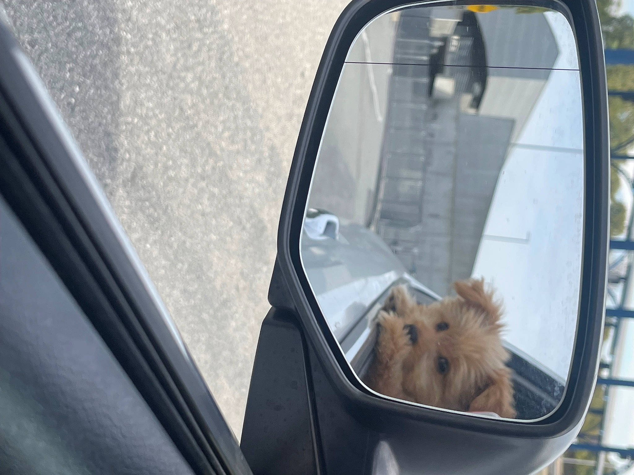Charlie joined the competition — help win amazing prizes! auto_part, automotive_design, automotive_exterior, automotive_mirror, automotive_side_view_mirror, carnivore, companion_dog, dog_breed, fawn, glass, hood, mirror, mode_of_transport, motor_vehicle, rear_view_mirror, tints_and_shades, vehicle, vehicle_door, white, windscreen_wiper