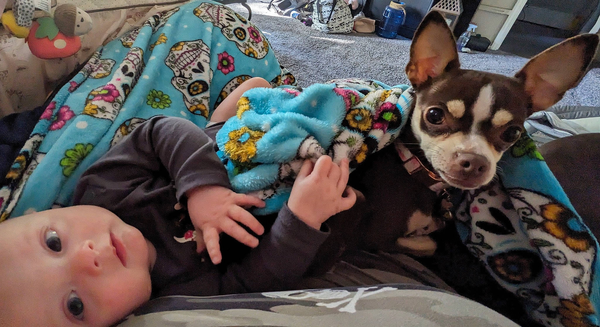 Xoey is registered to the contest to win money with this photo: baby, carnivore, chihuahua, comfort, companion_dog, couch, dog, dog_breed, fun, fur, human_body, lap, leisure, linens, nap, person, room, sitting, toddler, toy_dog