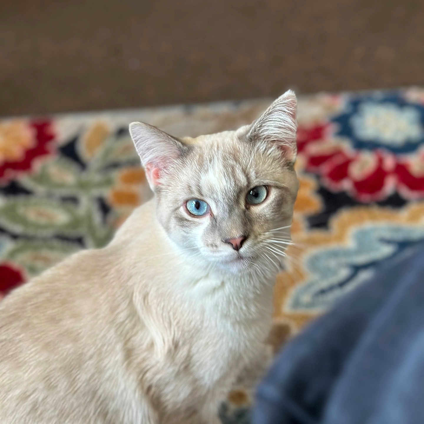 Zeus joined the competition — help win amazing prizes! abyssinian, angora, animal, cat, couch, furniture, homedecor, kitten, linen, manx, pet, quilt, siamese