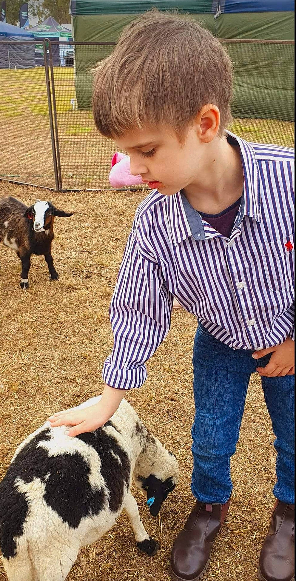 Liam is registered to the contest to win money with this photo: child, clothing, companion_dog, dog_breed, fawn, fun, fur, grass, green, jeans, livestock, mammal, people, person, photograph, snapshot, soil, sporting_group, toddler, vertebrate