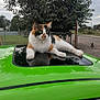 animal, calico_cat, cat, daytime, domestic_cat, ears, fence, fur, grass, green_car, nature, outdoor, pet, reflection, relaxed, road, sky, sunroof, tree, whiskers