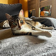 Rusty participe au concours pour gagner de l'argent avec cette photo : cat, tabby_cat, green_eyes, indoor, blanket, furniture, lamp, wood, cozy, relaxed, stretching, pet, animal, mammal, whiskers, soft_texture, gray, brown, white, close_up