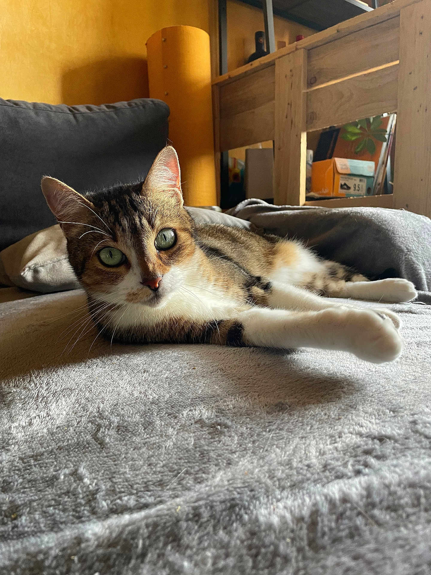 Rusty participe au concours pour gagner de l'argent avec cette photo : cat, tabby_cat, green_eyes, indoor, blanket, furniture, lamp, wood, cozy, relaxed, stretching, pet, animal, mammal, whiskers, soft_texture, gray, brown, white, close_up