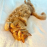 Hooper joined the competition — help win amazing prizes! cat, orange_cat, fluffy, sleeping, bed, quilt, white_bedspread, indoor, pet, relaxed, feline, sunlight, cozy, cute, animal, whiskers, tail, paws, nap, domestic_cat